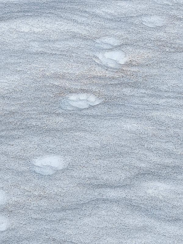 Mountain lion tracks in the snow on a Beaver Creek slope