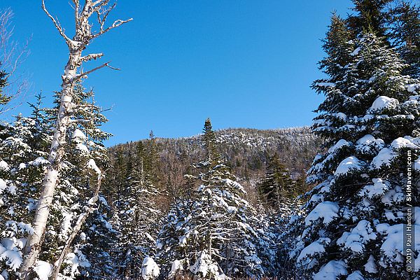 Photo of snowy trees in the sunshine