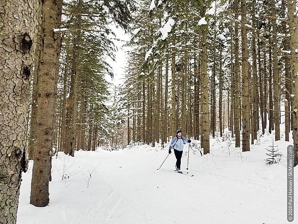 Photo of cross-country skier and tall pine trees