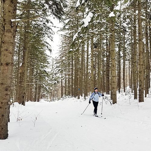 Photo of cross-country skier and tall pine trees