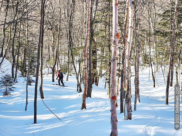 Skier in the distance turns through hardwood trees
