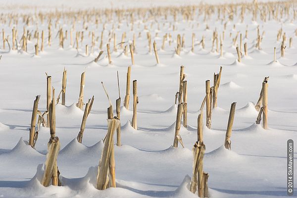 Corn stalk stubble