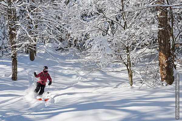 Photo of a skier in the snowy woods