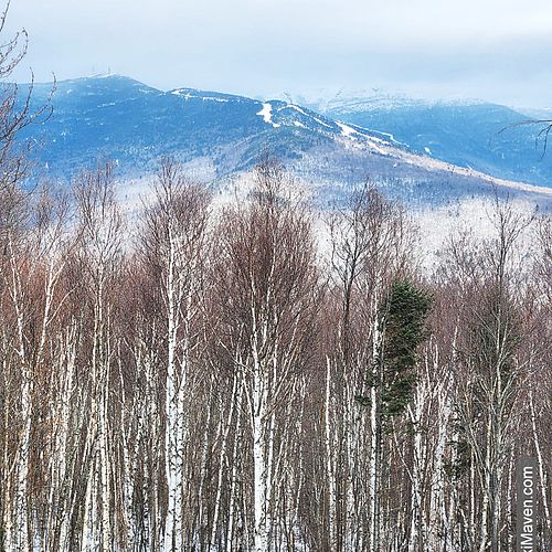 View of birch trees and ski slopes of Mt. Mansfield