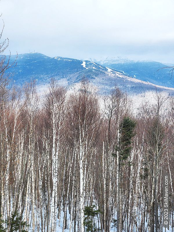 View of birch trees and ski slopes of Mt. Mansfield