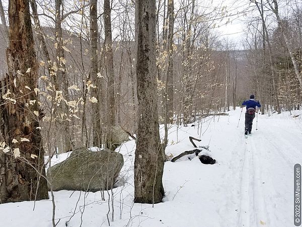 Skier follows ski tracks in the woods