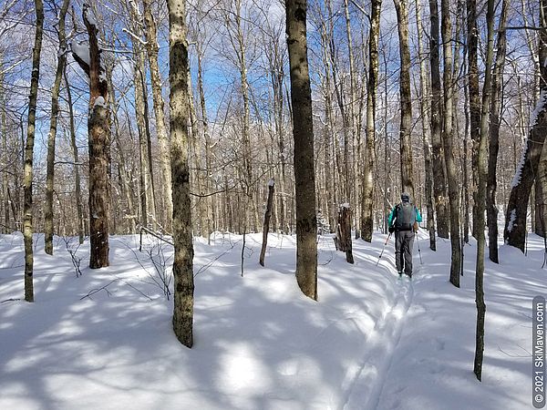 Photo of ski touring in the woods ski tour on February 21