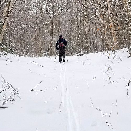 Photo of skier in woods with sticks sticking up out of snow