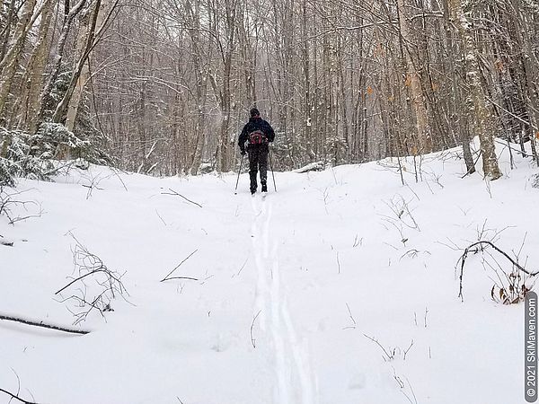 Photo of skier in woods with sticks sticking up out of snow