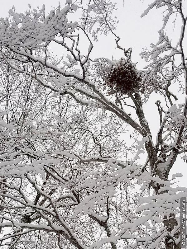 Photo of the top of a snow-covered tree with a bunch of branches and leaves