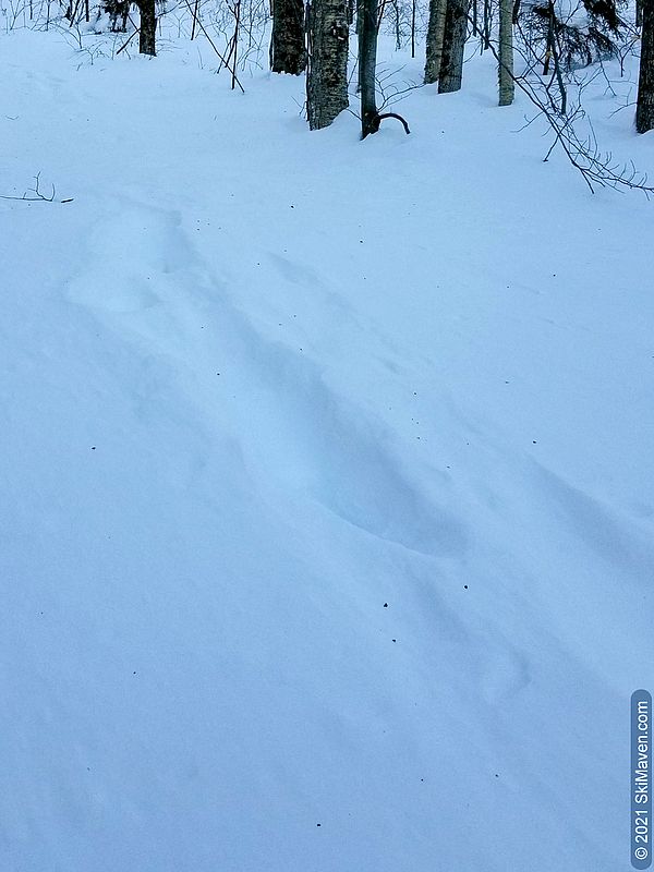 Photo of moose tracks in windblown snow