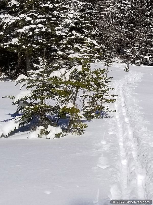 Nordic ski tracks next to trees in the bright sun