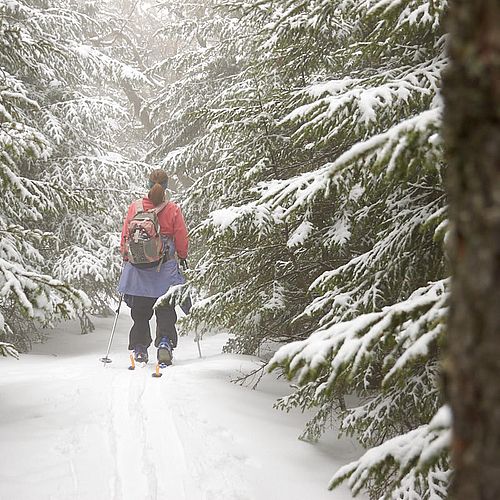 Backcountry skiing surrounded by snowy branches