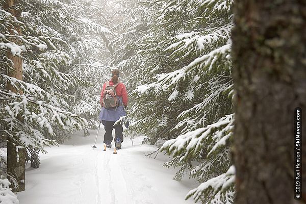 Backcountry skiing surrounded by snowy branches