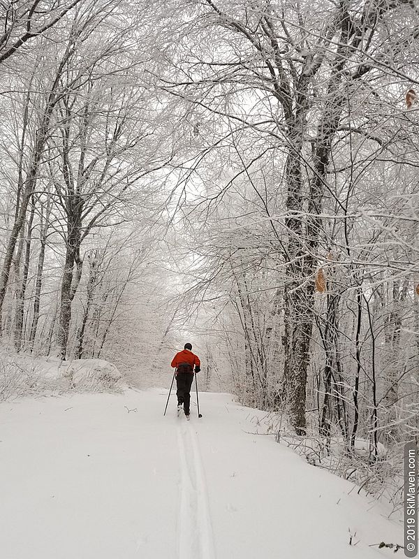 Photo of a Nordic skier skiing away surrounded by frosty trees
