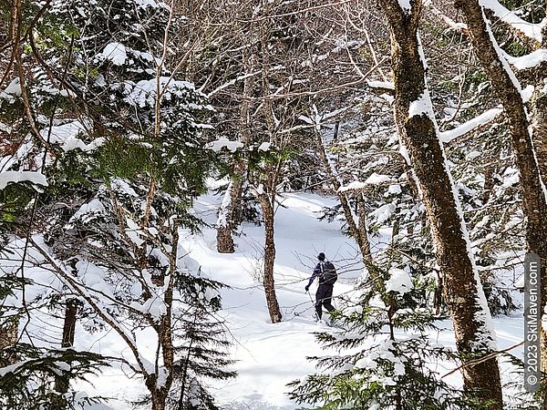 Skier skis his way up a hill in the woods
