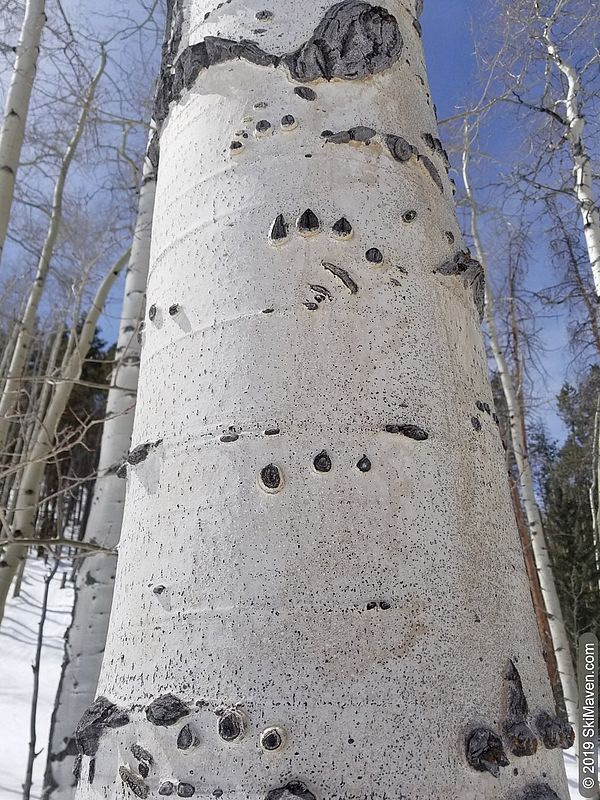 Claw marks on an aspen tree at Arrowhead.