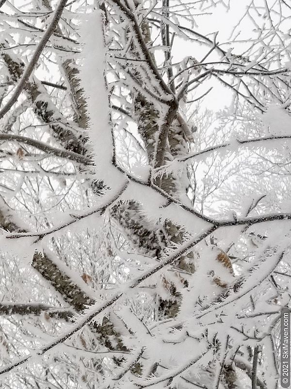 Photo of thick rime ice on branches in the woods