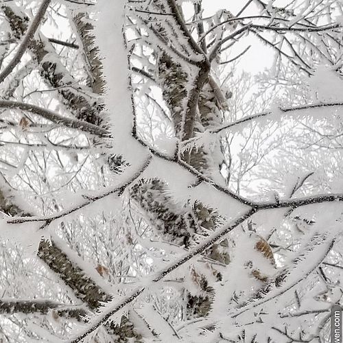 Photo of thick rime ice on branches in the woods