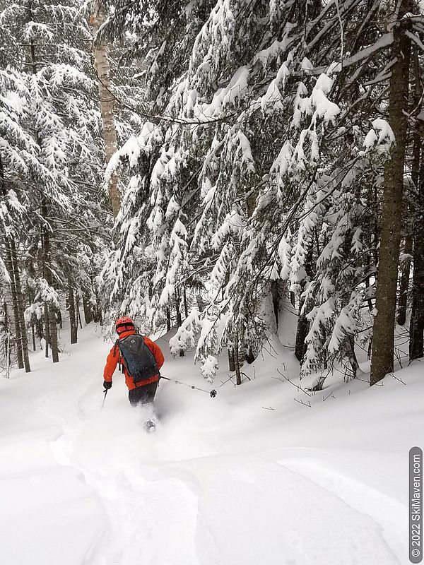Skier in orange jacket descends a powdery tree-lined trail