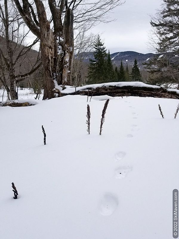 Animal tracks in the snow lead to a fallen tree
