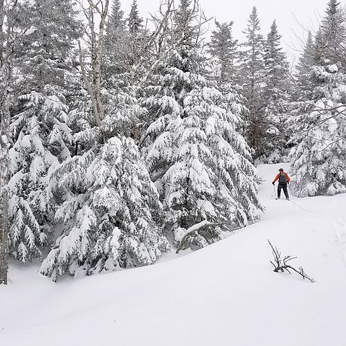 Skier breaks trail in deep snow surrounded by snowy trees