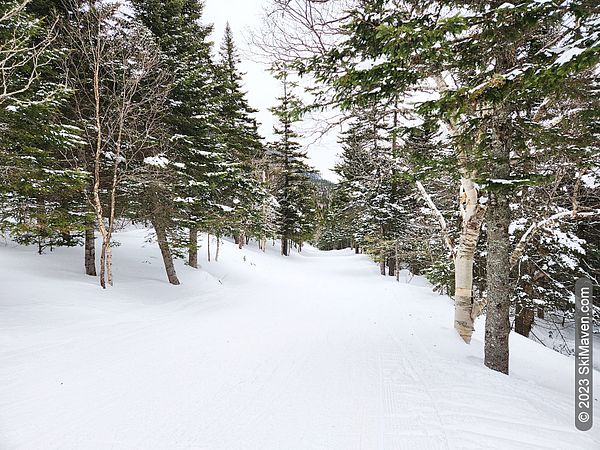 Snow-covered ski trail and trees with some snow on them