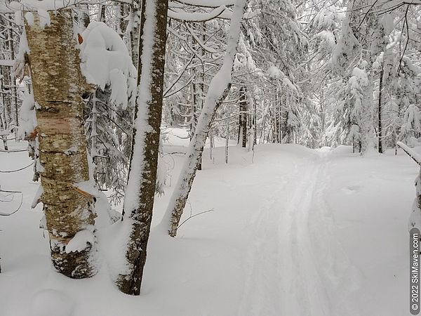 Ski tracks through fresh snow in the woods