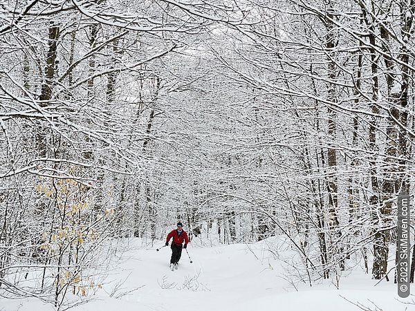 Telemark skier makes a turn toward camera in snowy woods
