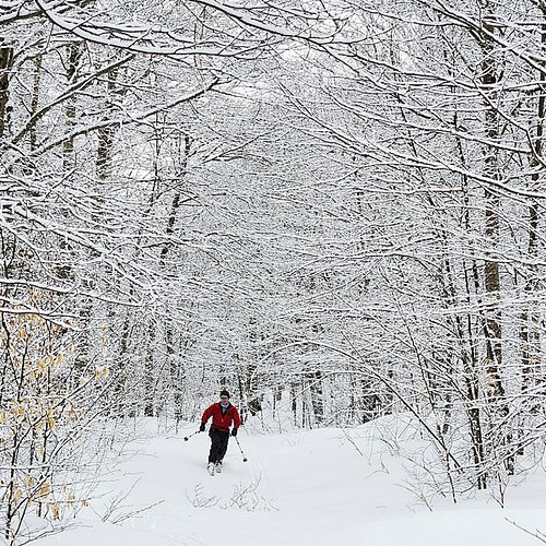 Telemark skier makes a turn toward camera in snowy woods