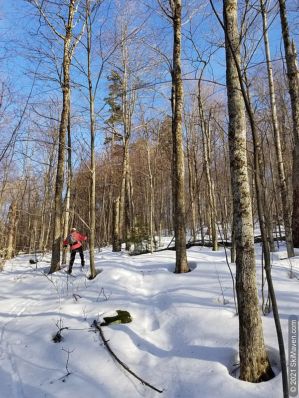 Photo of a skier moving through the woods with blue sky