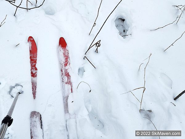 Pair of red skis next to a rather deep moose track