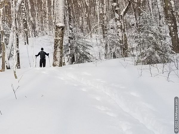 Skier skins up a hill in the woods