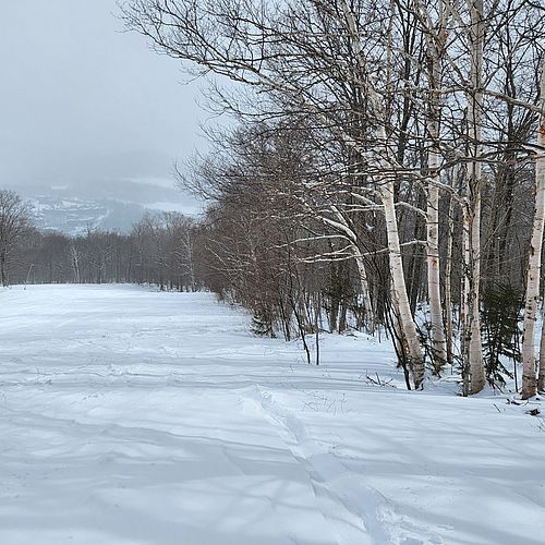 Photo of a wide, empty ski trail with fresh snow and birch trees