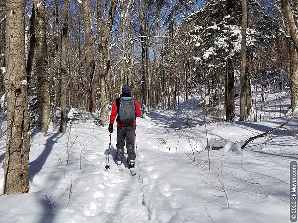 Skier in a cross-country ski track moving along in woods