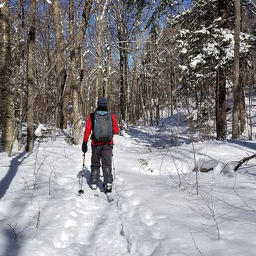 Skier in a cross-country ski track moving along in woods