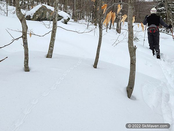 Mice tracks in the foreground and Nordic skier in the background