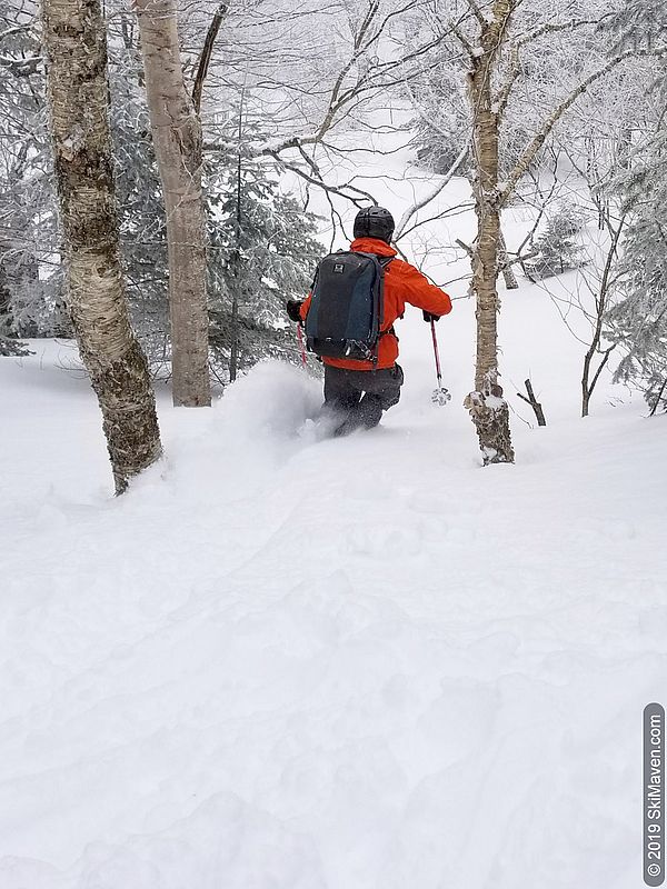 Skier throws snow while turning between trees in the new snow