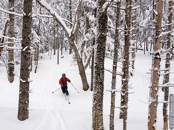 Photo of telemark skier among hardwood trees