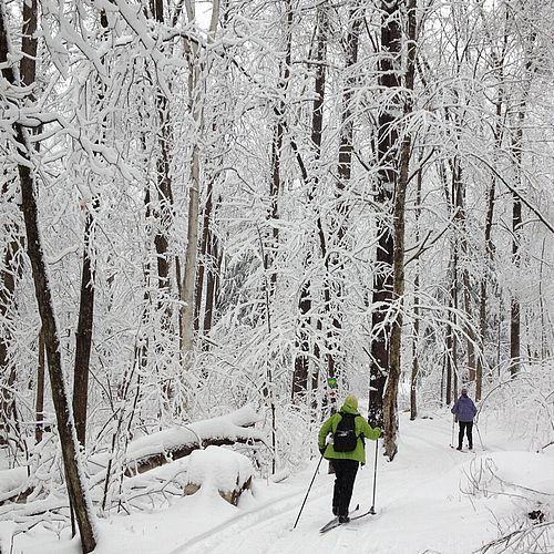 Skiing in a new snow in Vermont