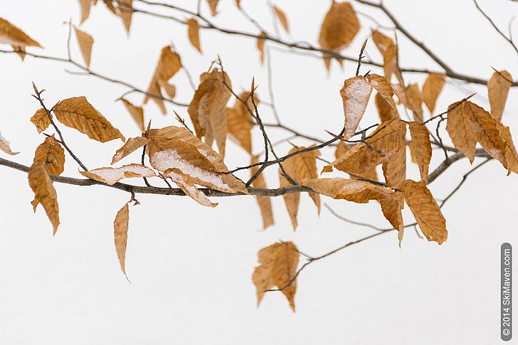 A little fresh snow on lingering leaves A little fresh snow on lingering leaves