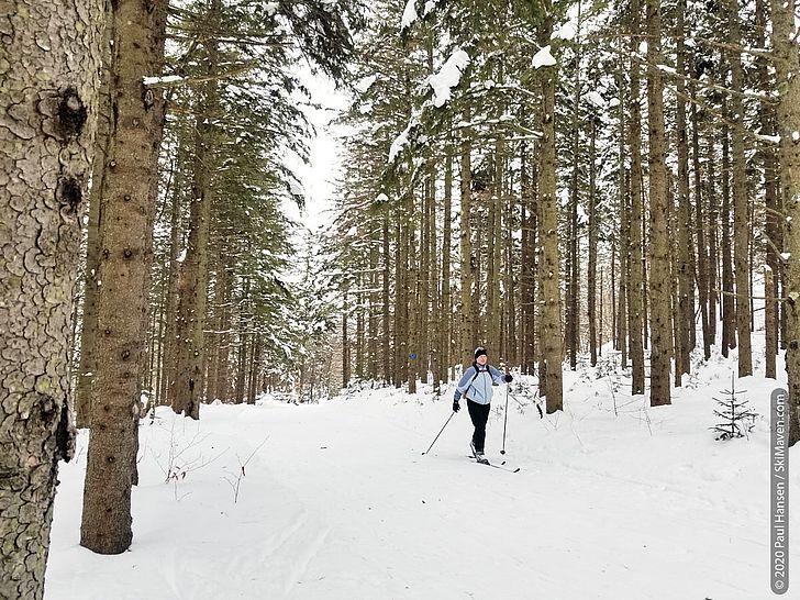 Photo of cross-country skier and tall pine trees