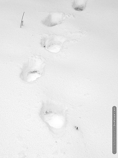 Photo of bear tracks in the snow